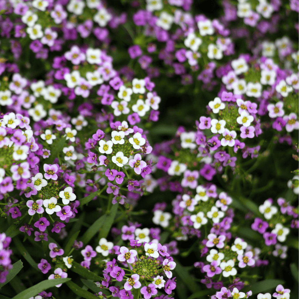 Royal Carpet Alyssum – 100 Seeds Southern Seeds