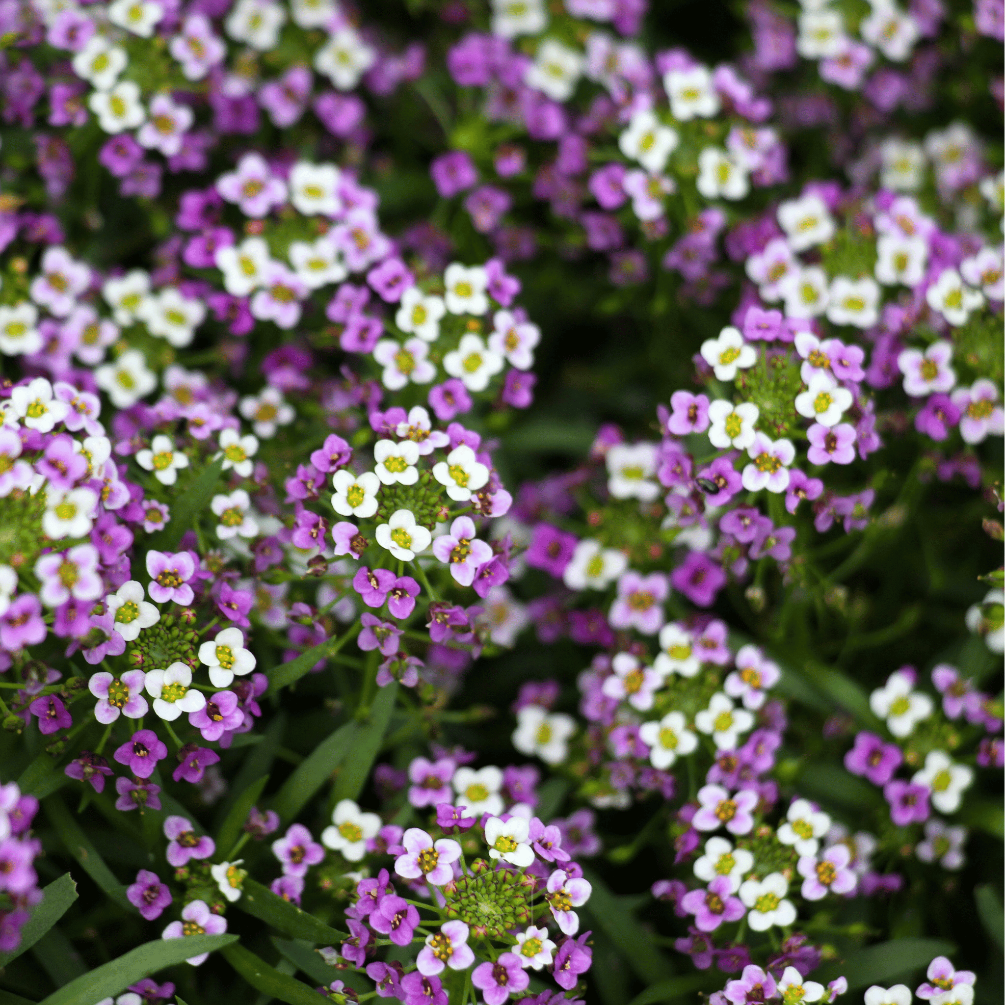 Royal Carpet Alyssum – 100 Seeds Southern Seeds