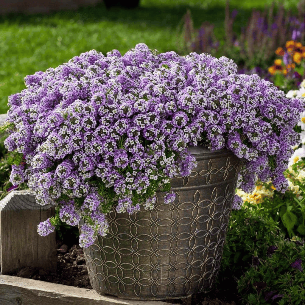 Royal Carpet Alyssum – 100 Seeds Southern Seeds