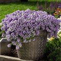 Royal Carpet Alyssum – 100 Seeds Southern Seeds