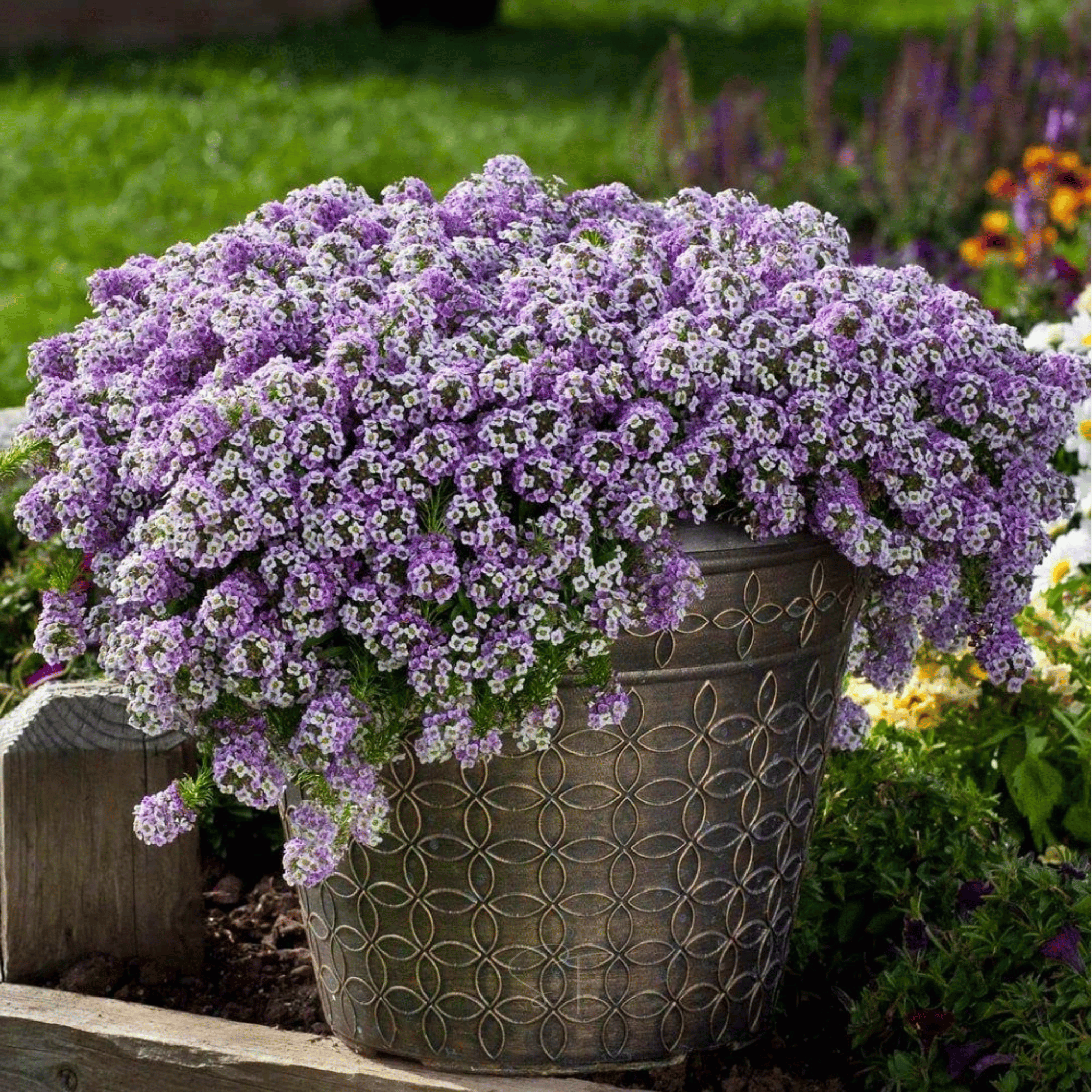 Royal Carpet Alyssum – 100 Seeds Southern Seeds
