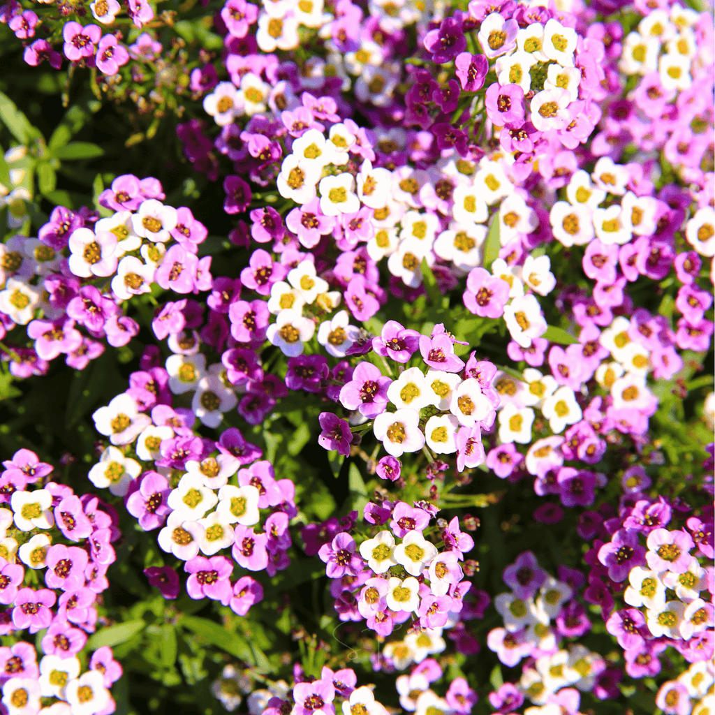 Royal Carpet Alyssum – 100 Seeds Southern Seeds