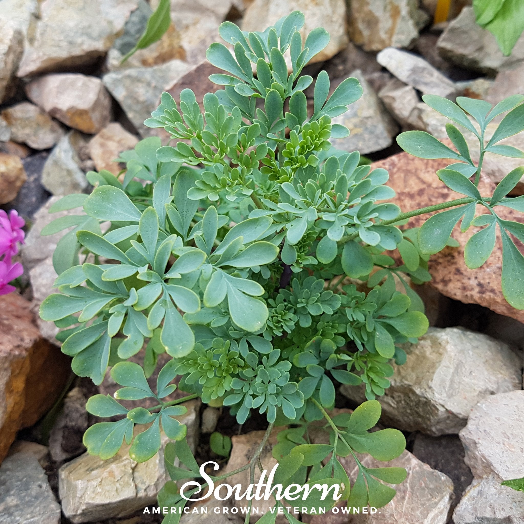 Rue – 100 Seeds Southern Seeds