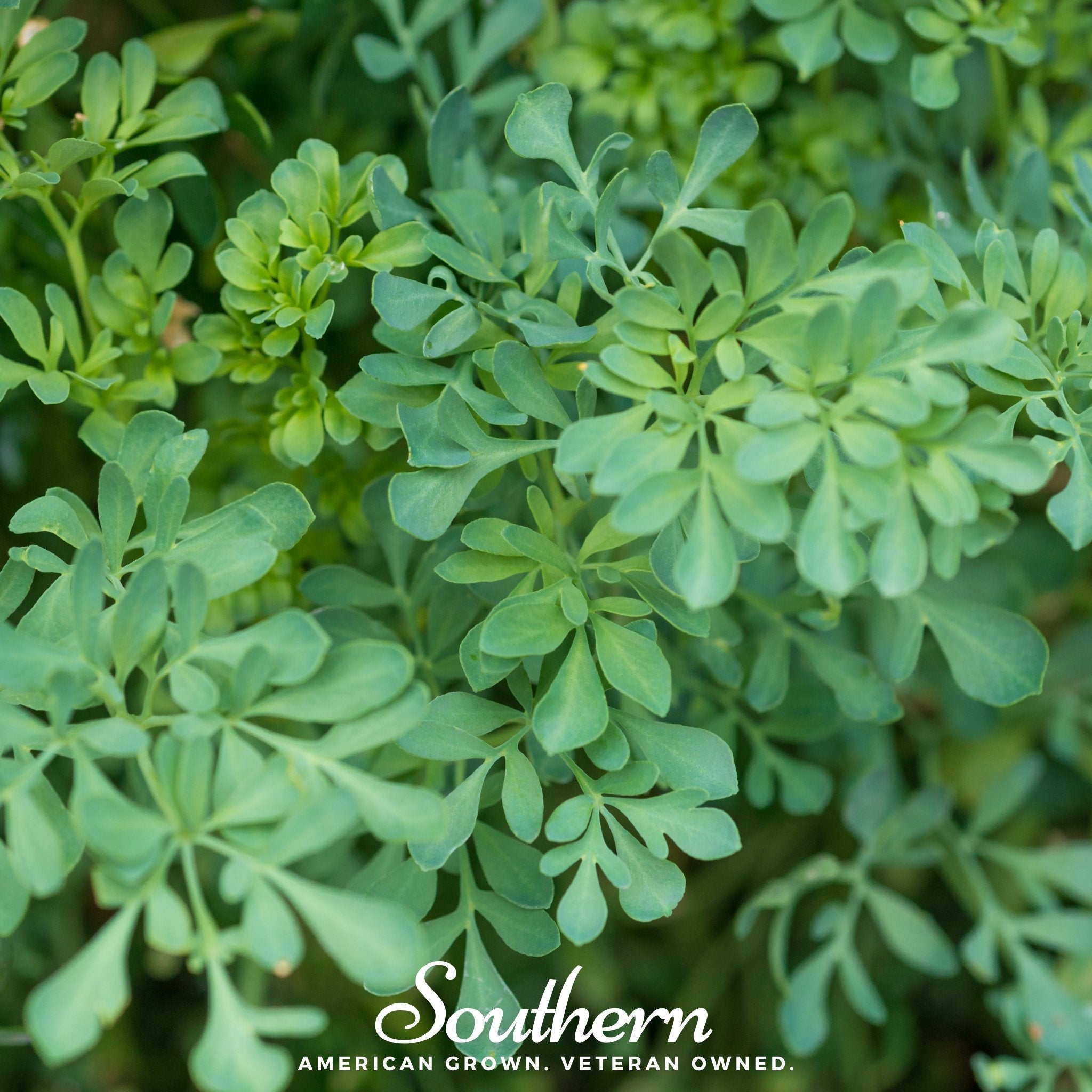 Rue – 100 Seeds Southern Seeds