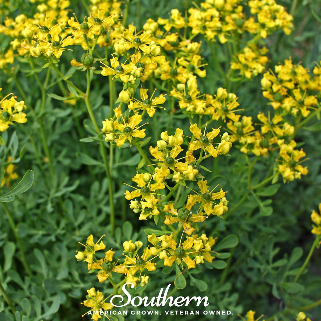 Rue – 100 Seeds Southern Seeds