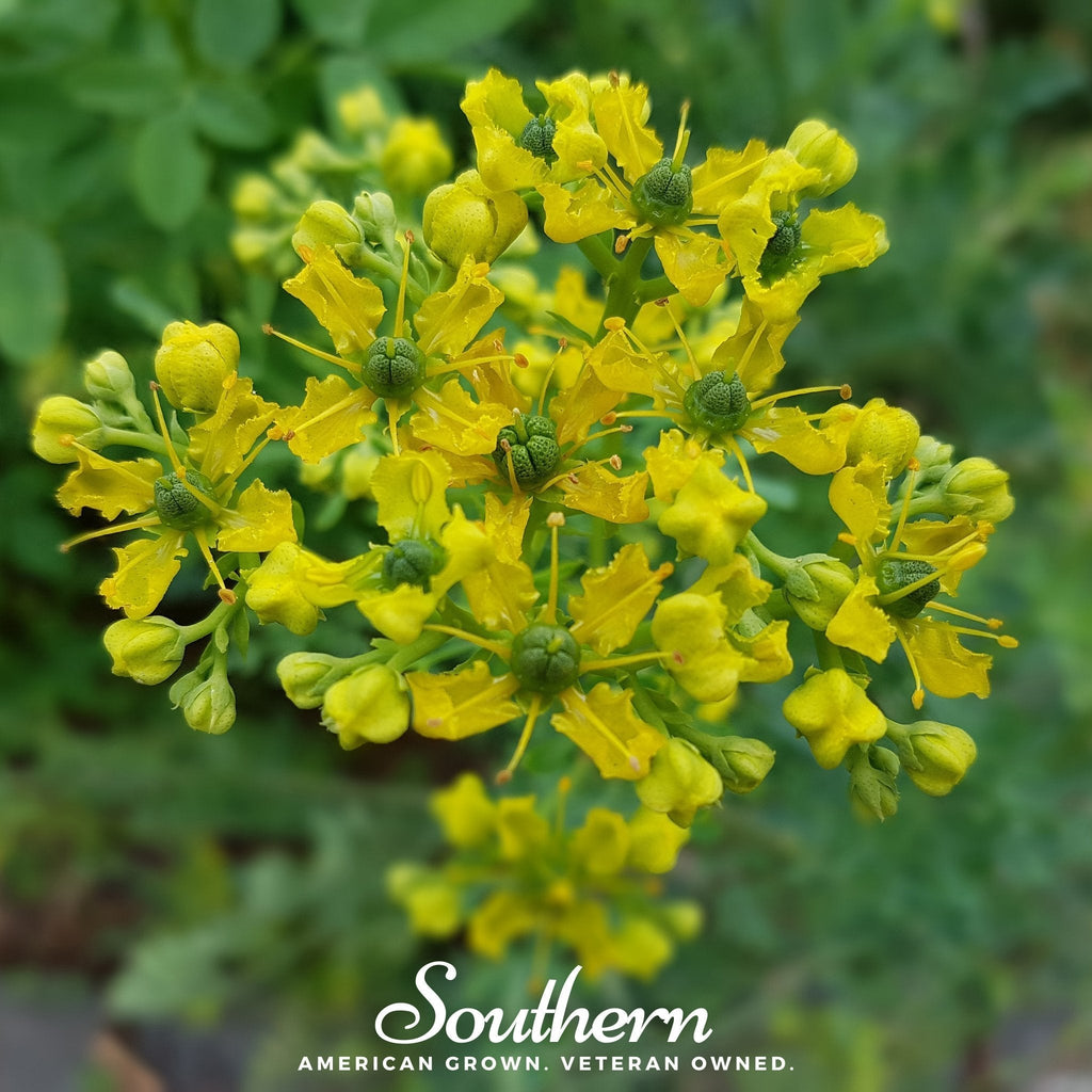 Rue – 100 Seeds Southern Seeds