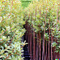 Ashwagandha Herb 50 Seeds - Indian Ginseng, Withania somnifera, Medicinal Plant for Health and Wellness Jayme Garden