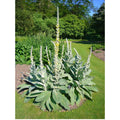 Great Mullein Seeds, 200 Heirloom Organic Seeds, Verbascum thapsus, Non-GMO, Medicinal Herb Jayme Garden