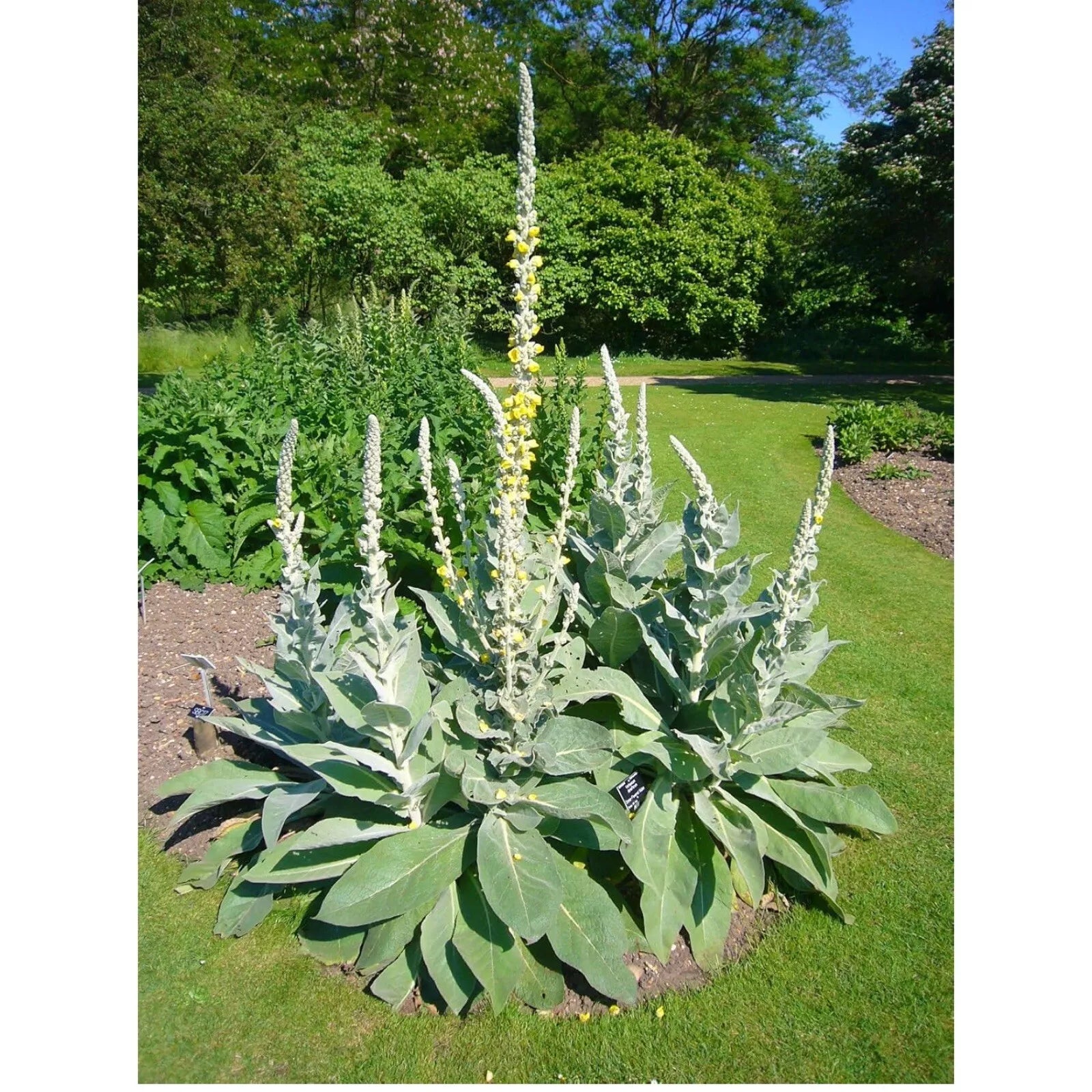 Great Mullein Seeds, 200 Heirloom Organic Seeds, Verbascum thapsus, Non-GMO, Medicinal Herb Jayme Garden