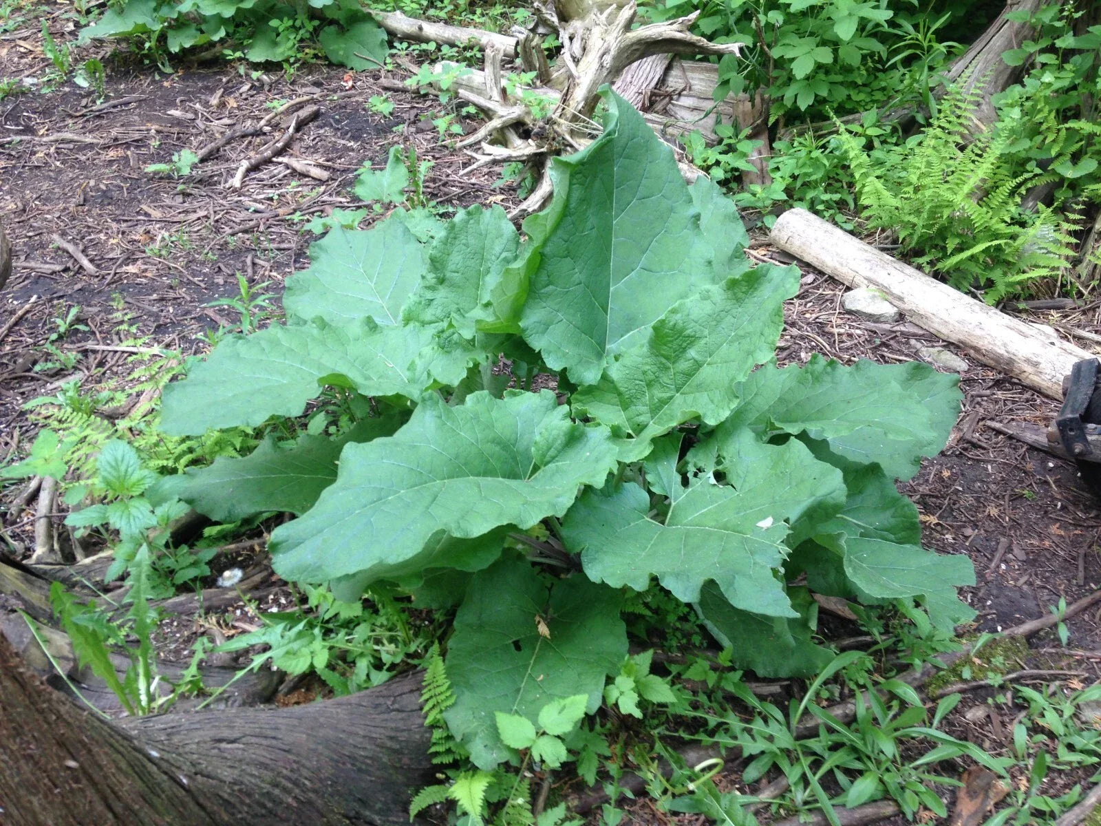 Burdock Plants, 5 Established Plants, Organic Medicinal Herb, Arctium lappa Jayme Garden