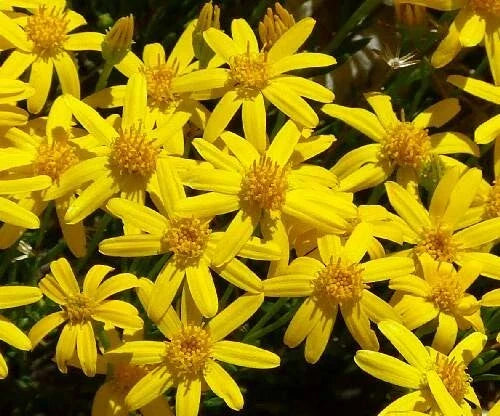 Damianita Seeds - 200 Chrysactinia Mexicana Daisy Seeds for Garden - Drought Tolerant Perennial Plant Jayme Garden