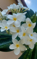 Hawaiian White Plumeria Rooted Top Cut 8 Inch Frangipani Live Plant for Container Growing Jayme Garden