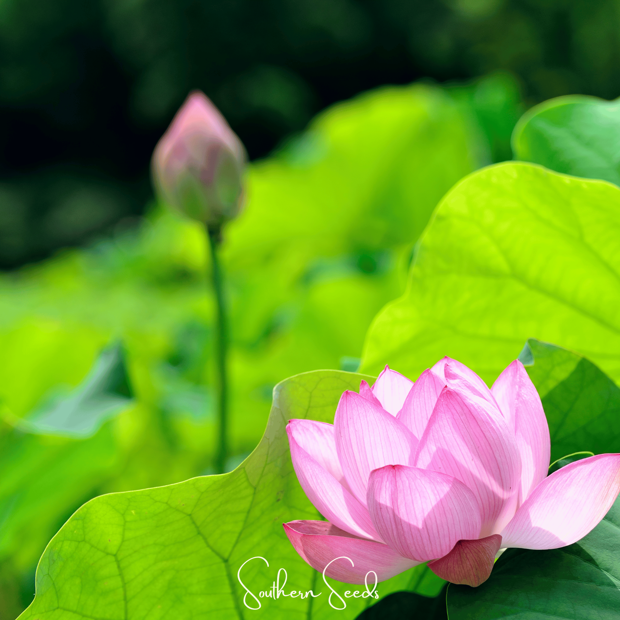 Sacred Lotus (Bonsai) - 5 Seeds Southern Seeds