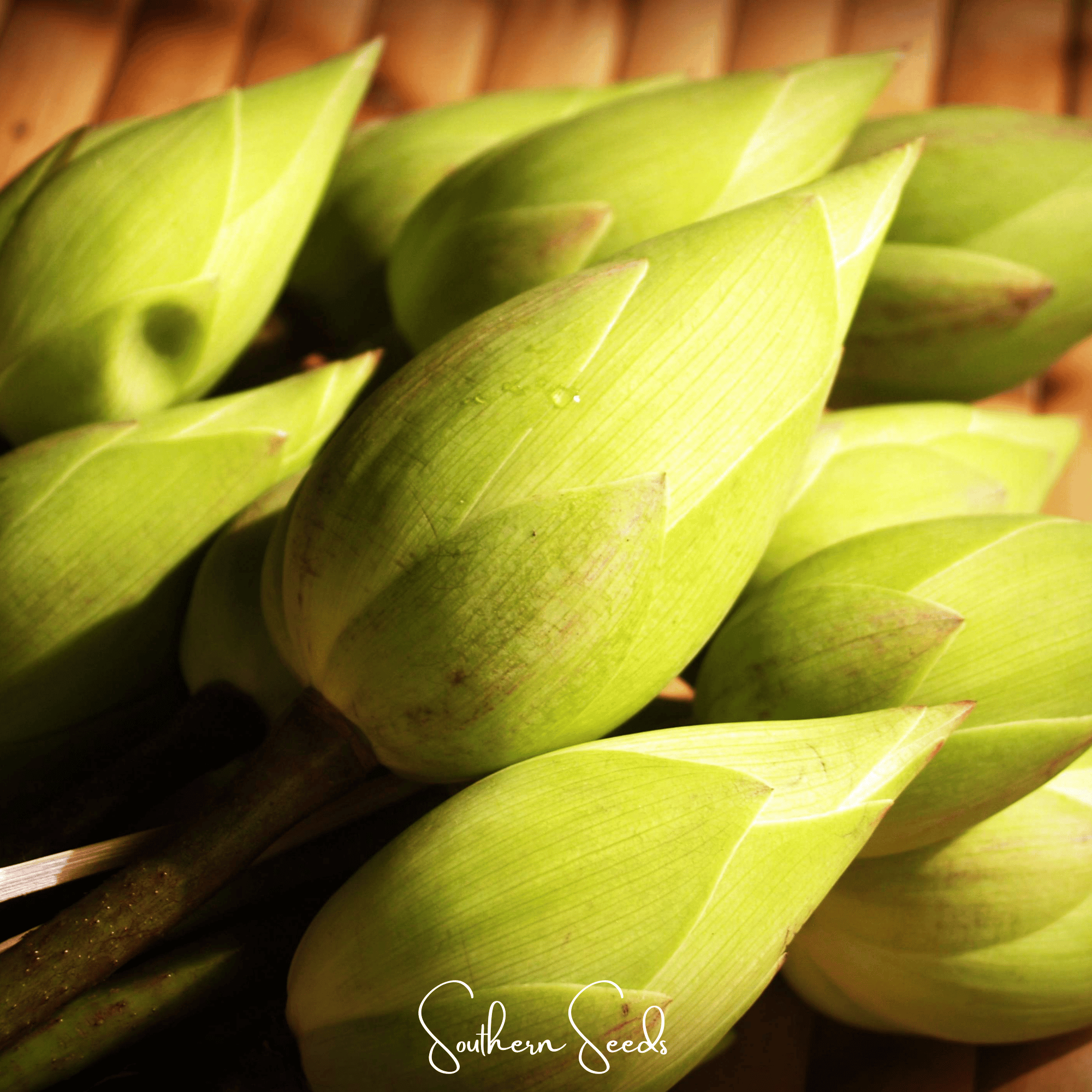 Sacred Lotus (Bonsai) - 5 Seeds Southern Seeds