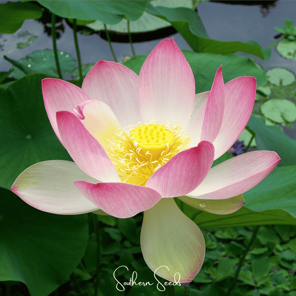Sacred Lotus (Bonsai) - 5 Seeds Southern Seeds