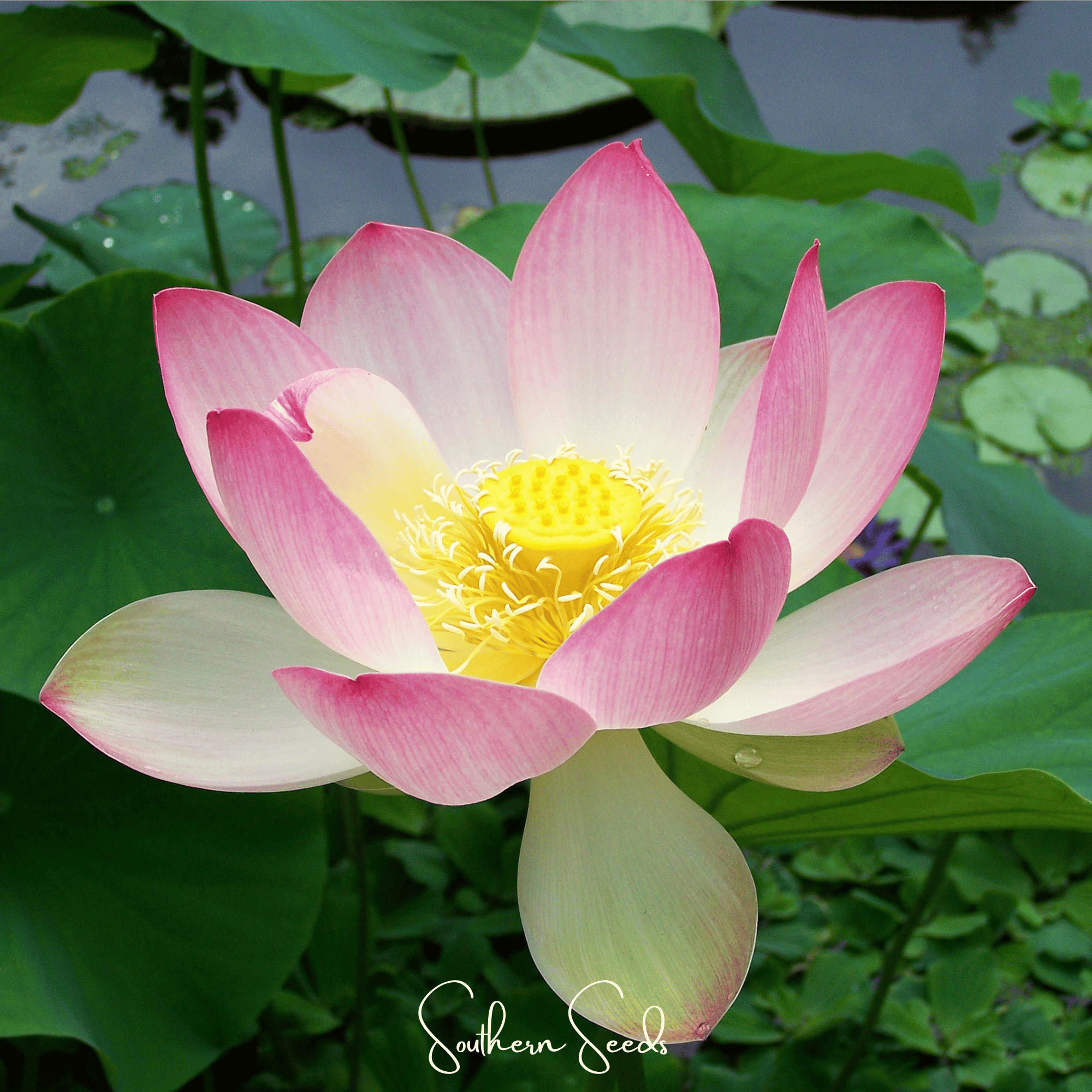 Sacred Lotus (Bonsai) - 5 Seeds Southern Seeds