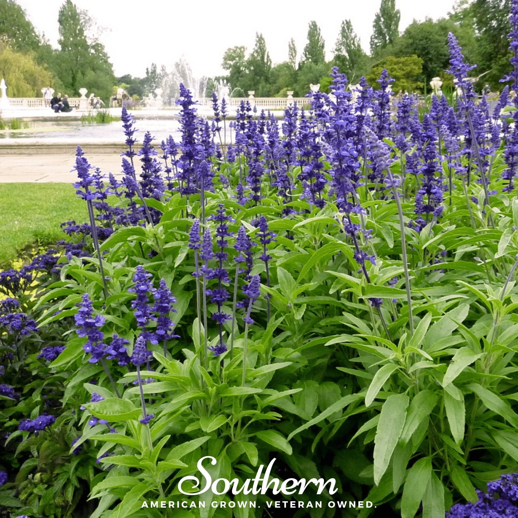 Blue Sage – 100 Seeds Southern Seeds