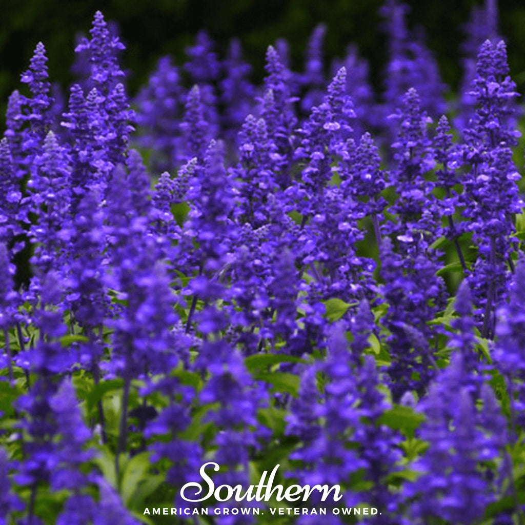 Blue Sage – 100 Seeds Southern Seeds