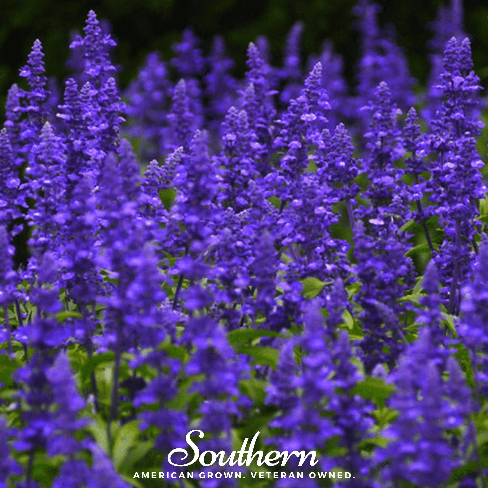 Blue Sage – 100 Seeds Southern Seeds