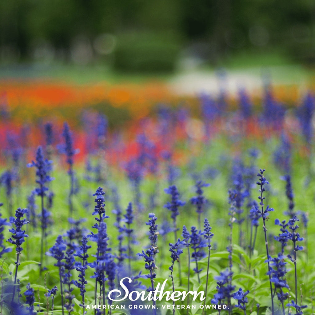 Blue Sage – 100 Seeds Southern Seeds