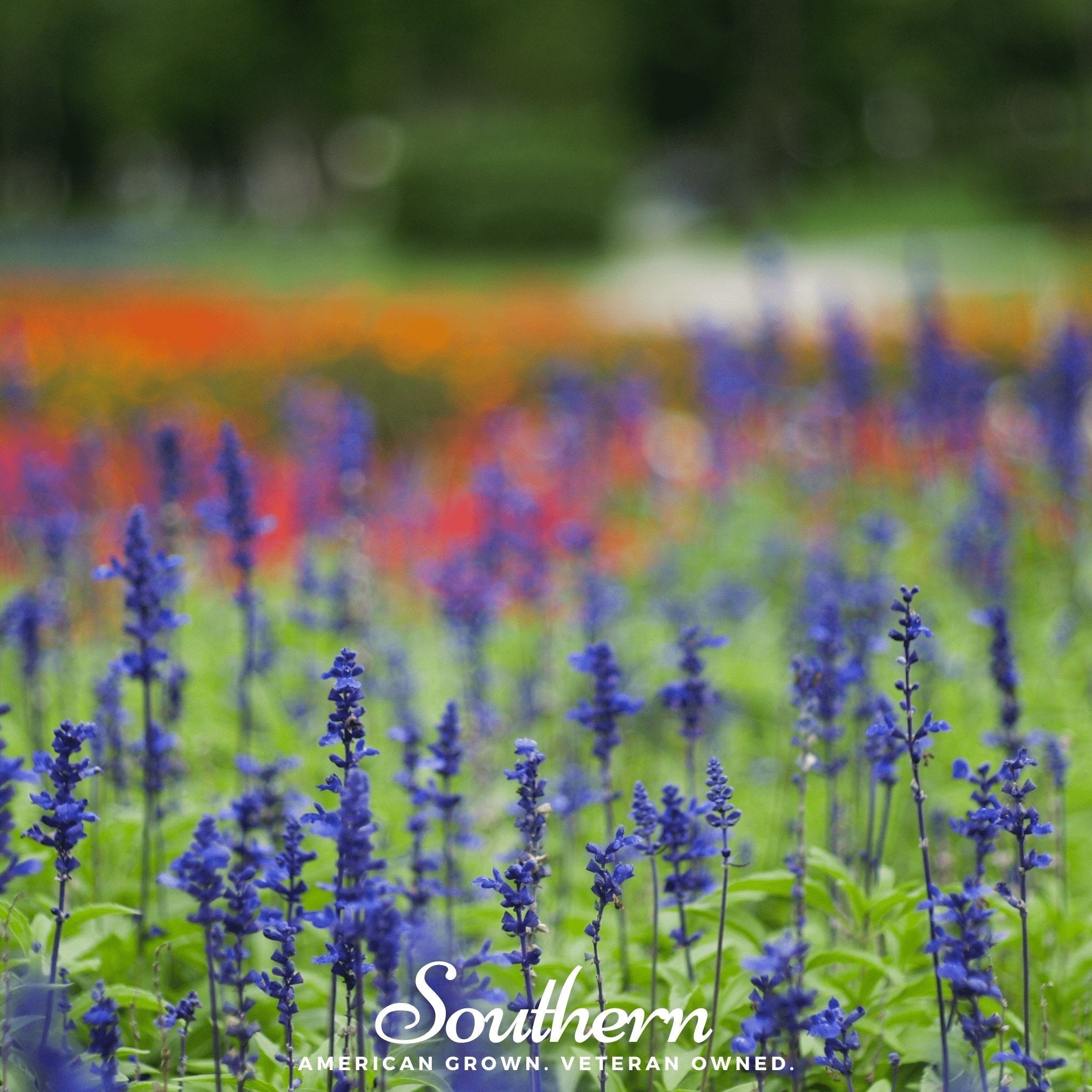 Blue Sage – 100 Seeds Southern Seeds