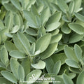 Broadleaf Sage – 50 Seeds Southern Seeds