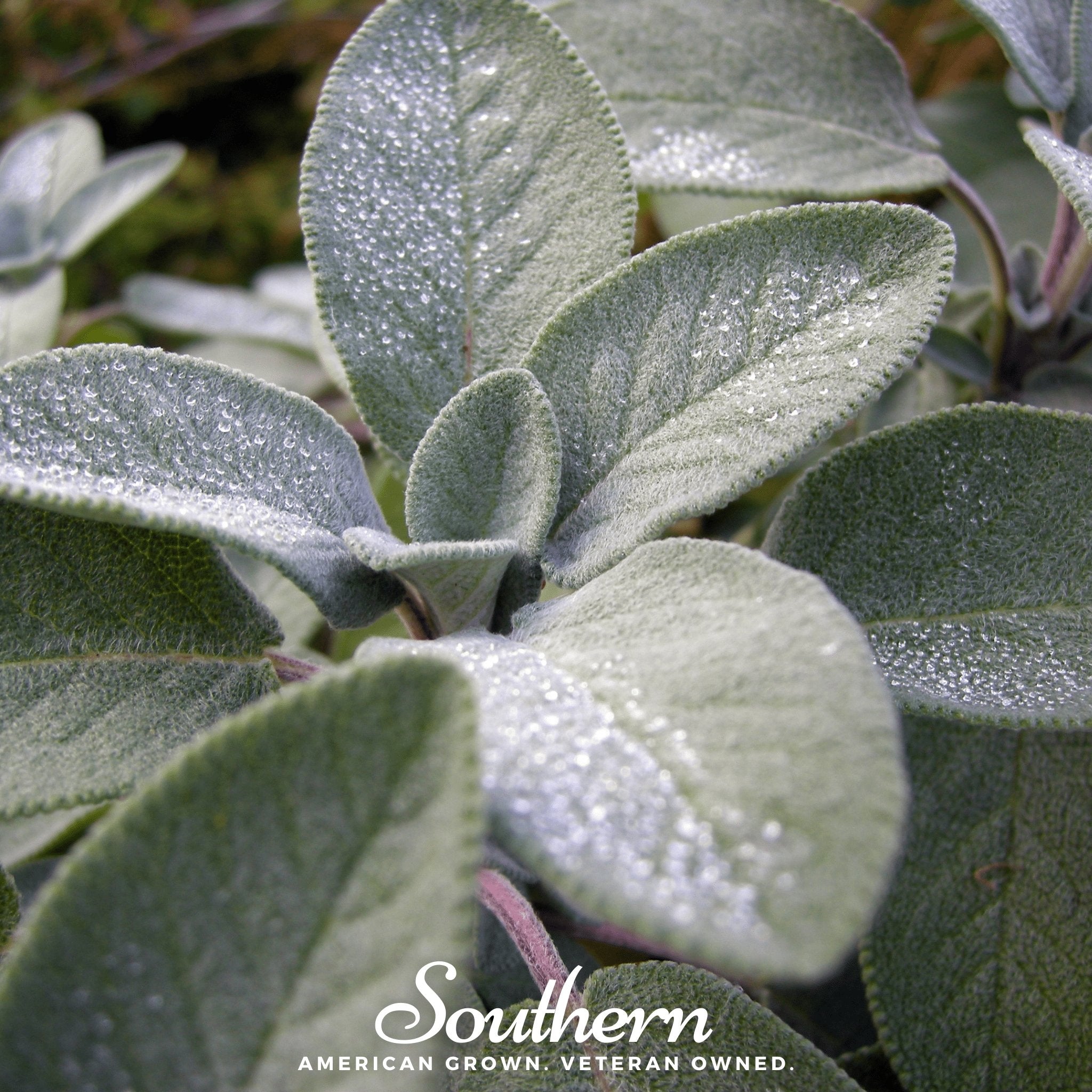 Broadleaf Sage – 50 Seeds Southern Seeds