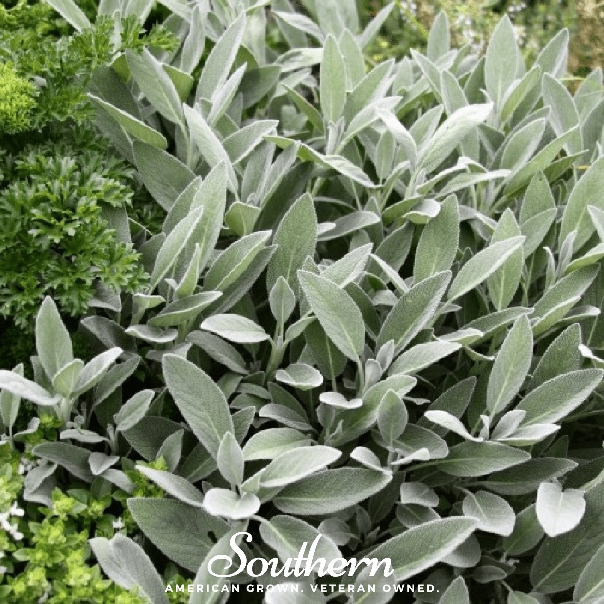 Broadleaf Sage – 50 Seeds Southern Seeds