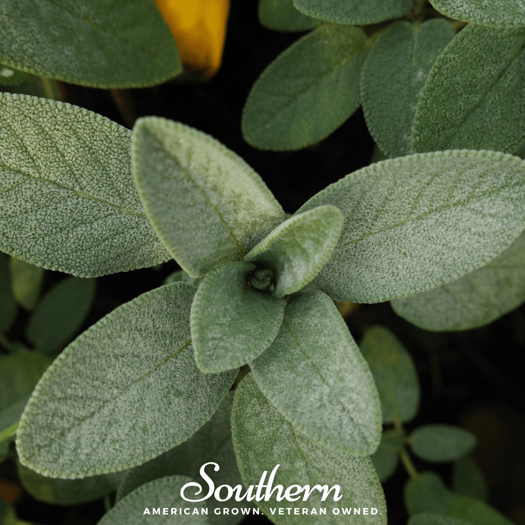 Extrakta Sage – 30 Seeds Southern Seeds