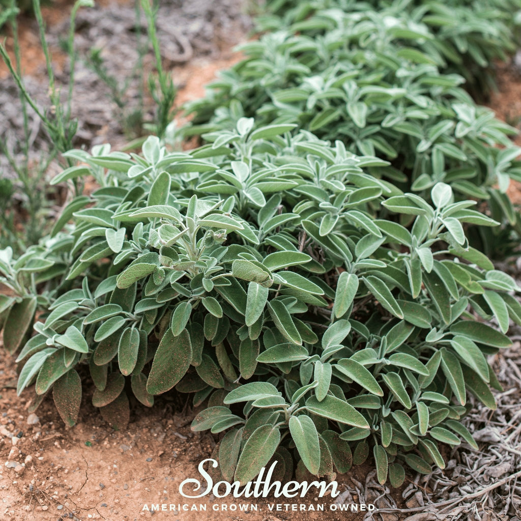 Extrakta Sage – 30 Seeds Southern Seeds