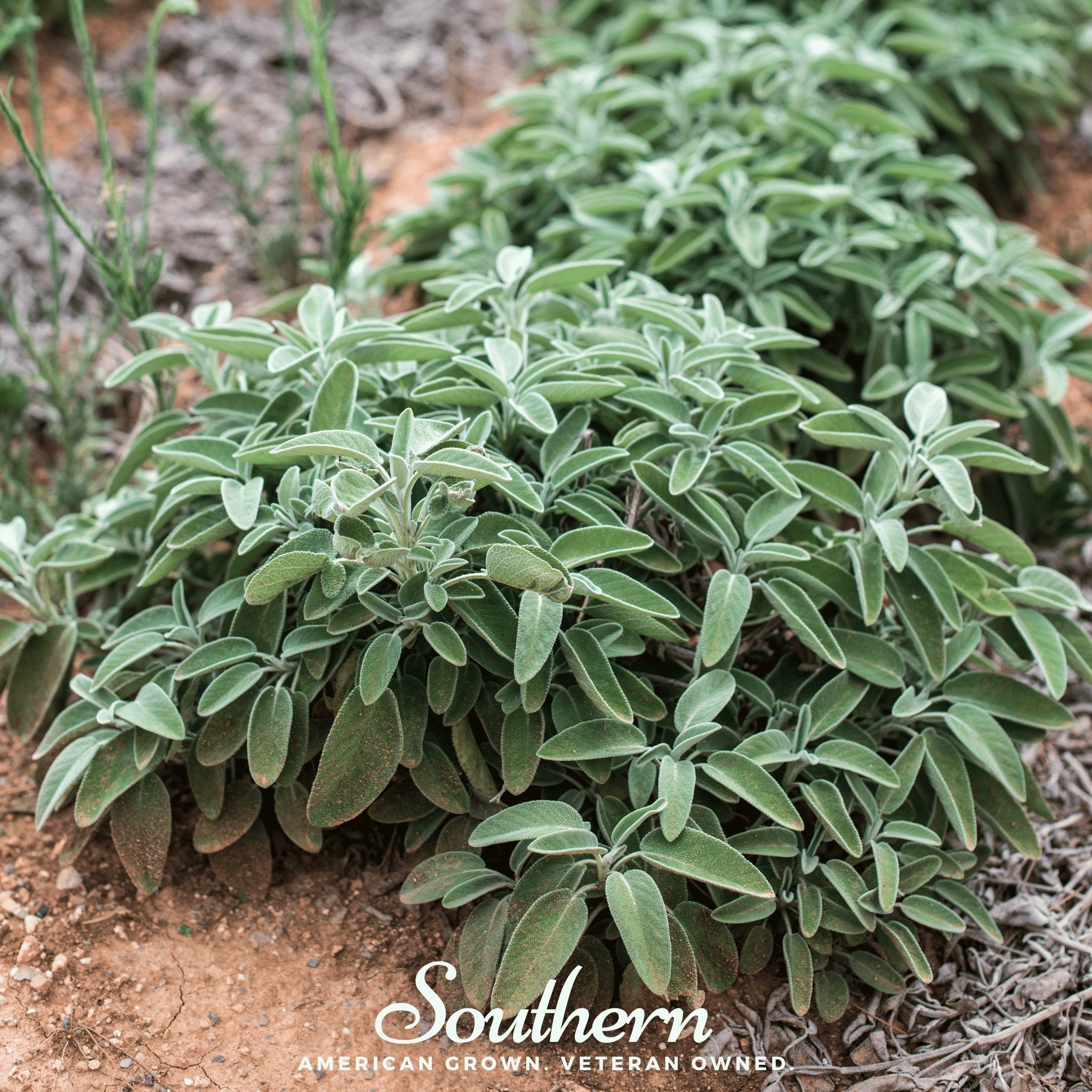 Extrakta Sage – 30 Seeds Southern Seeds