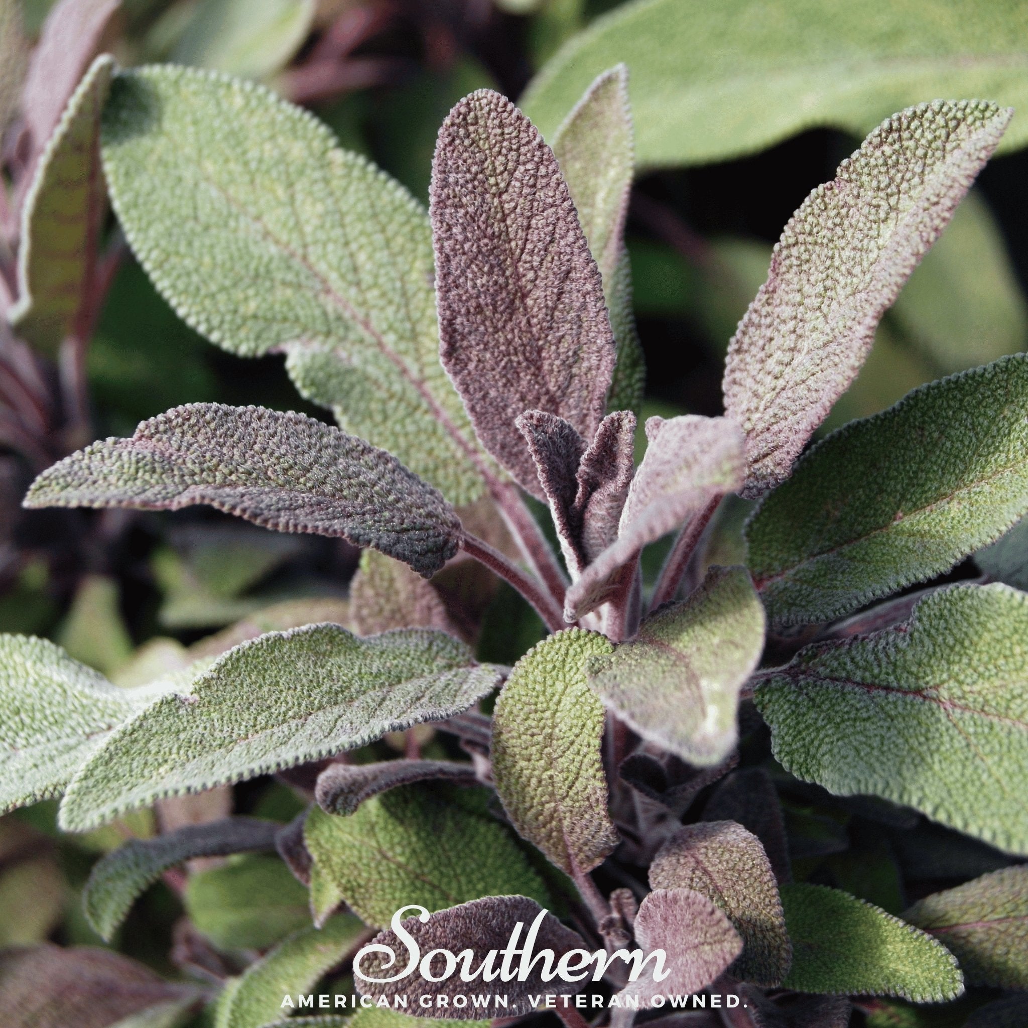 Extrakta Sage – 30 Seeds Southern Seeds
