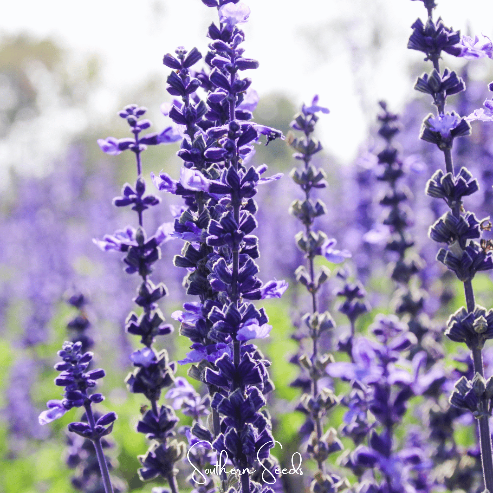 Kitchen Sage – 50 Seeds Southern Seeds
