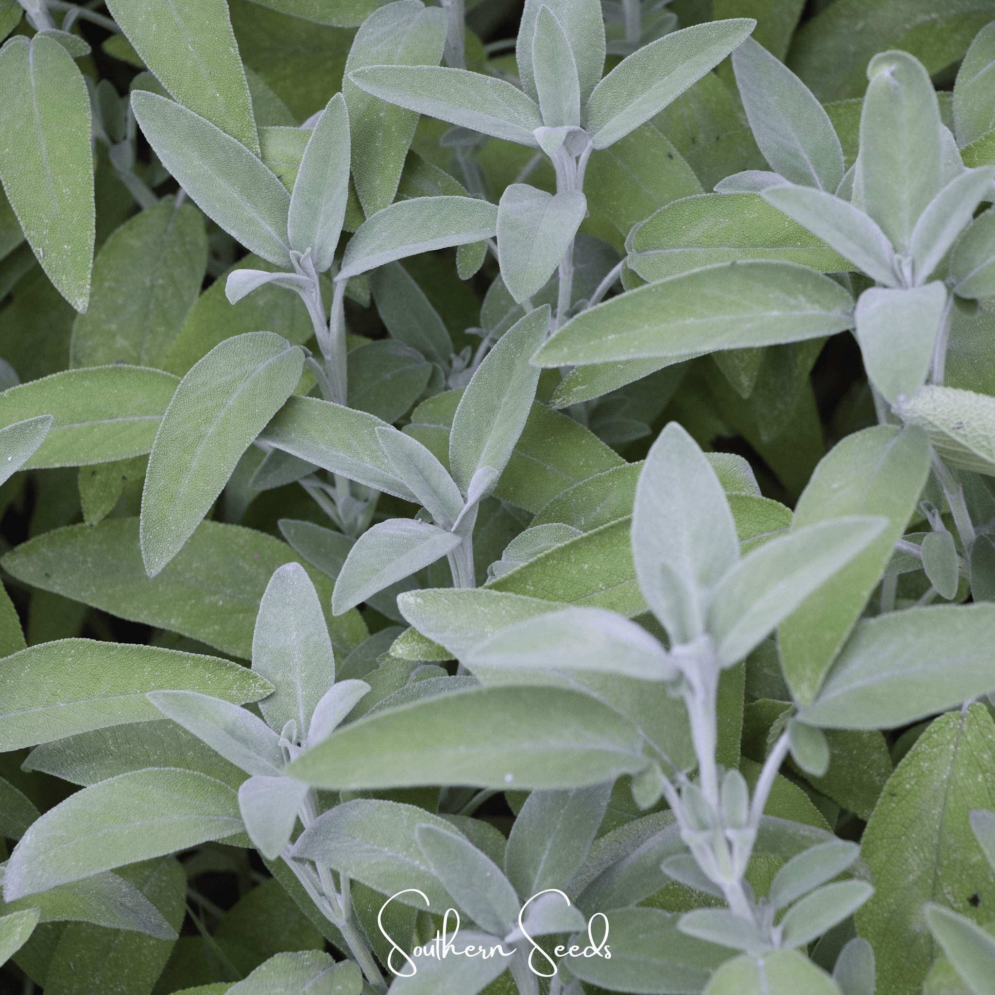 Kitchen Sage – 50 Seeds Southern Seeds