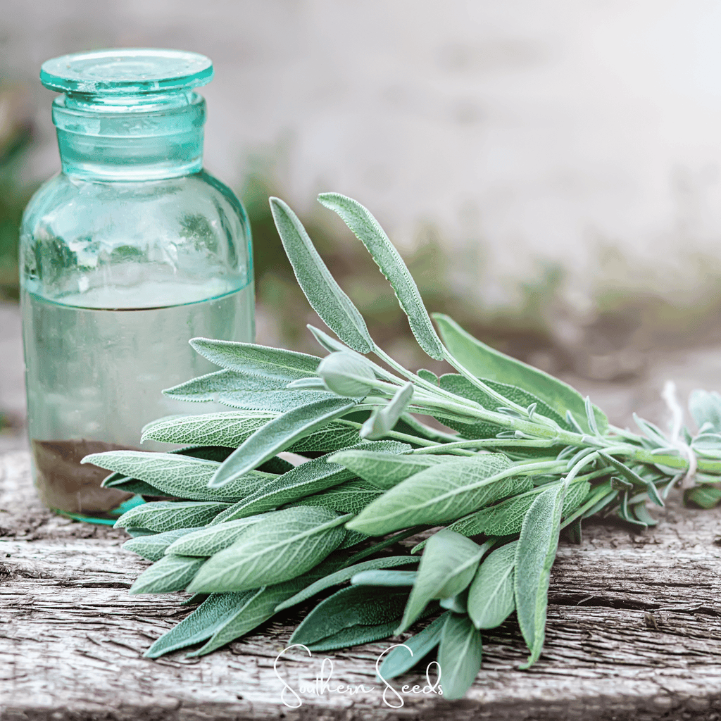 Kitchen Sage – 50 Seeds Southern Seeds