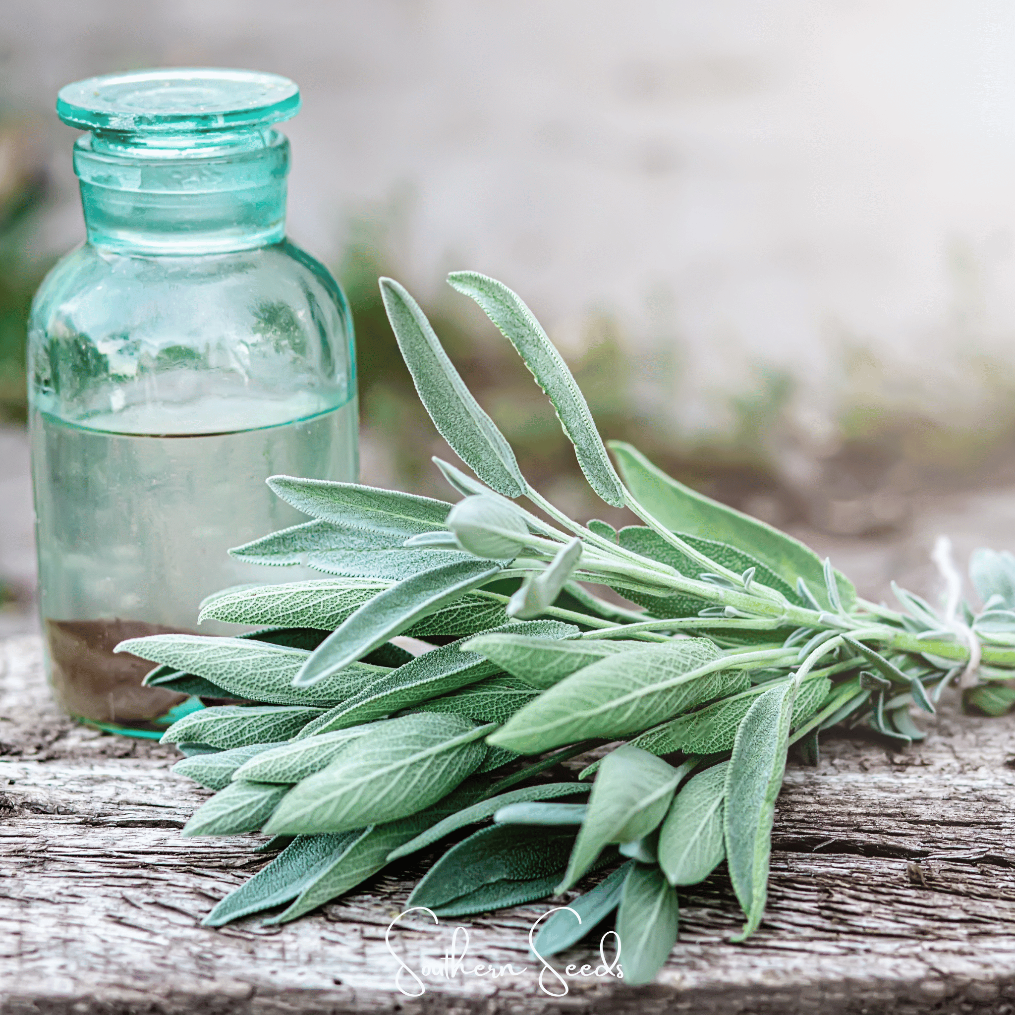 Kitchen Sage – 50 Seeds Southern Seeds