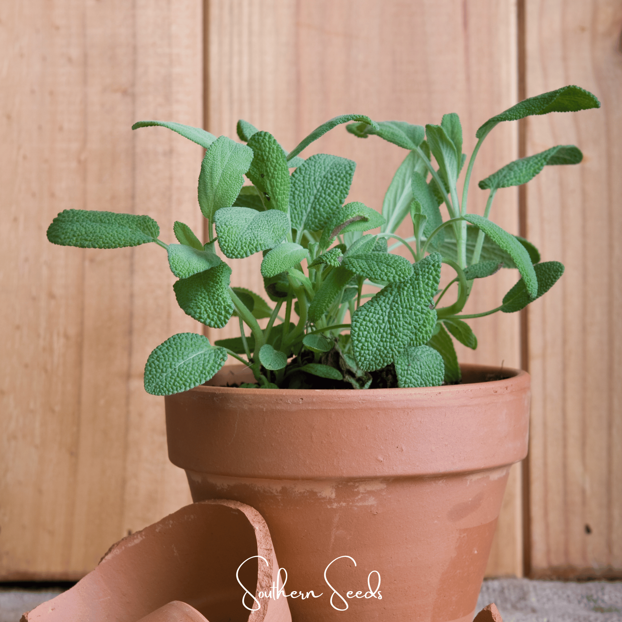 Kitchen Sage – 50 Seeds Southern Seeds