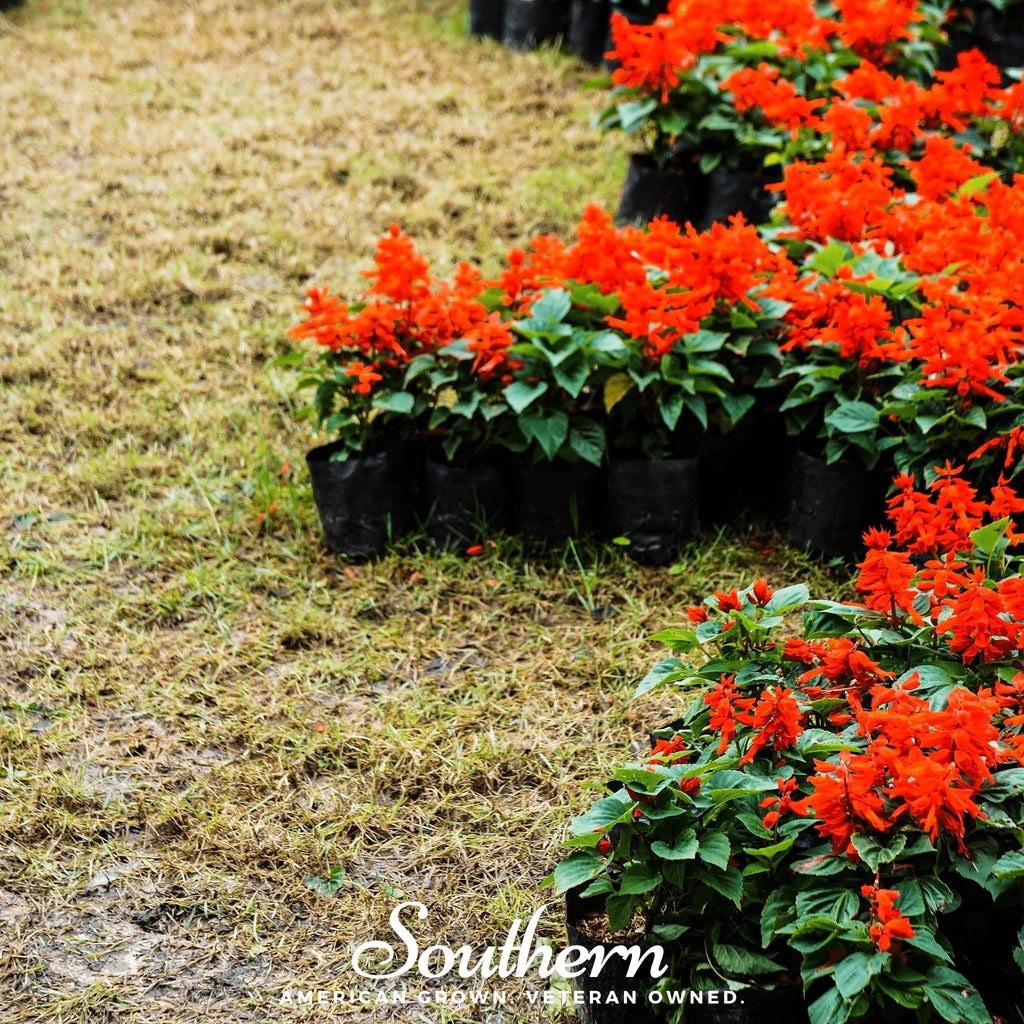 Scarlet Sage – 100 Seeds Southern Seeds