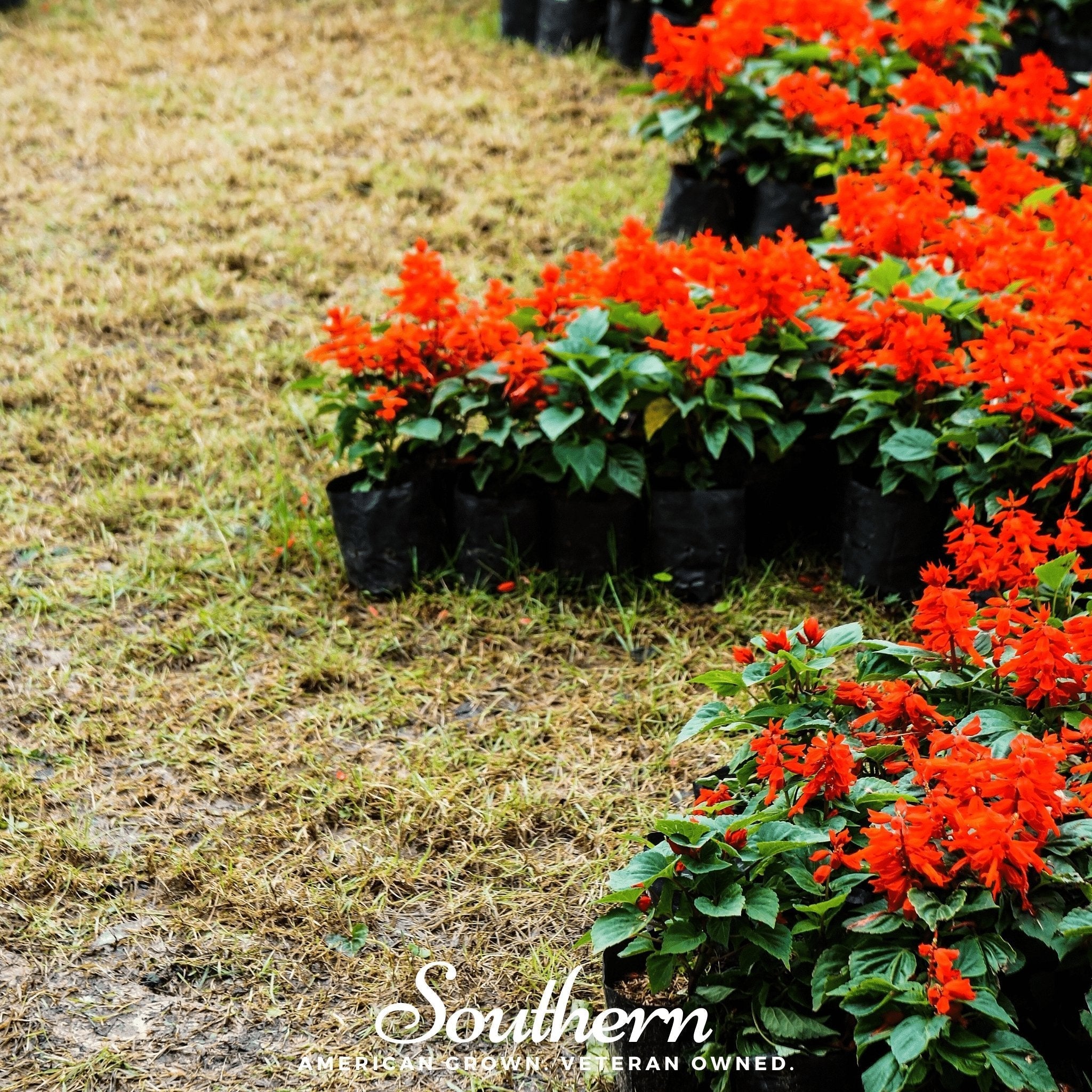Scarlet Sage – 100 Seeds Southern Seeds
