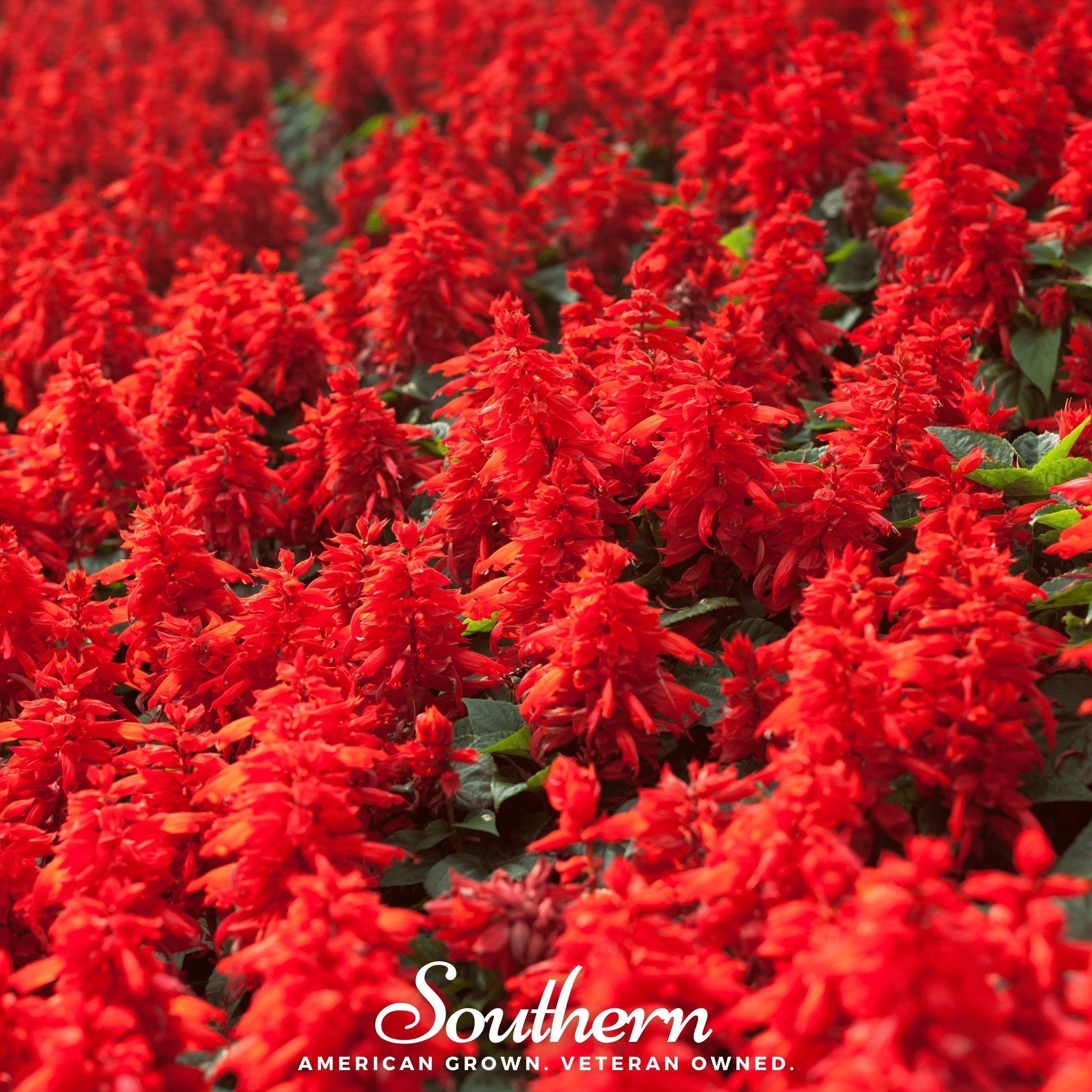 Scarlet Sage – 100 Seeds Southern Seeds