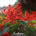 Scarlet Sage – 100 Seeds Southern Seeds