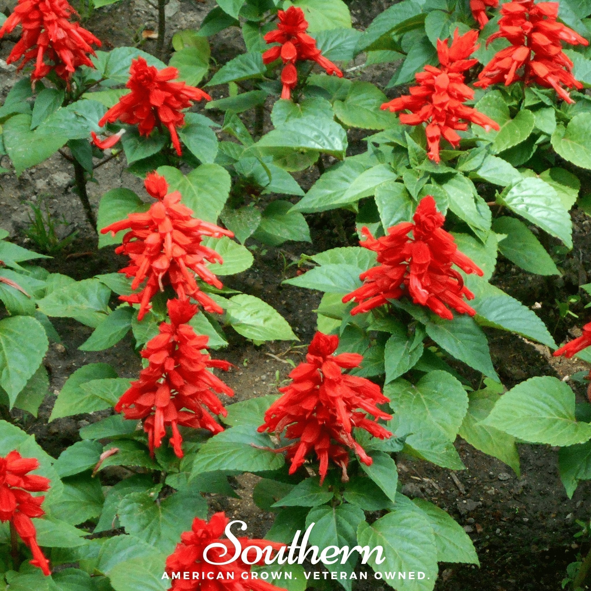 Scarlet Sage – 100 Seeds Southern Seeds