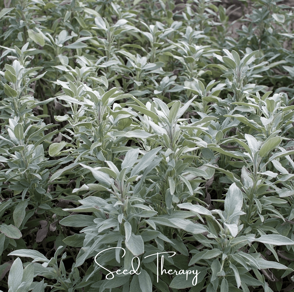 White Sage – 50 Seeds Southern Seeds