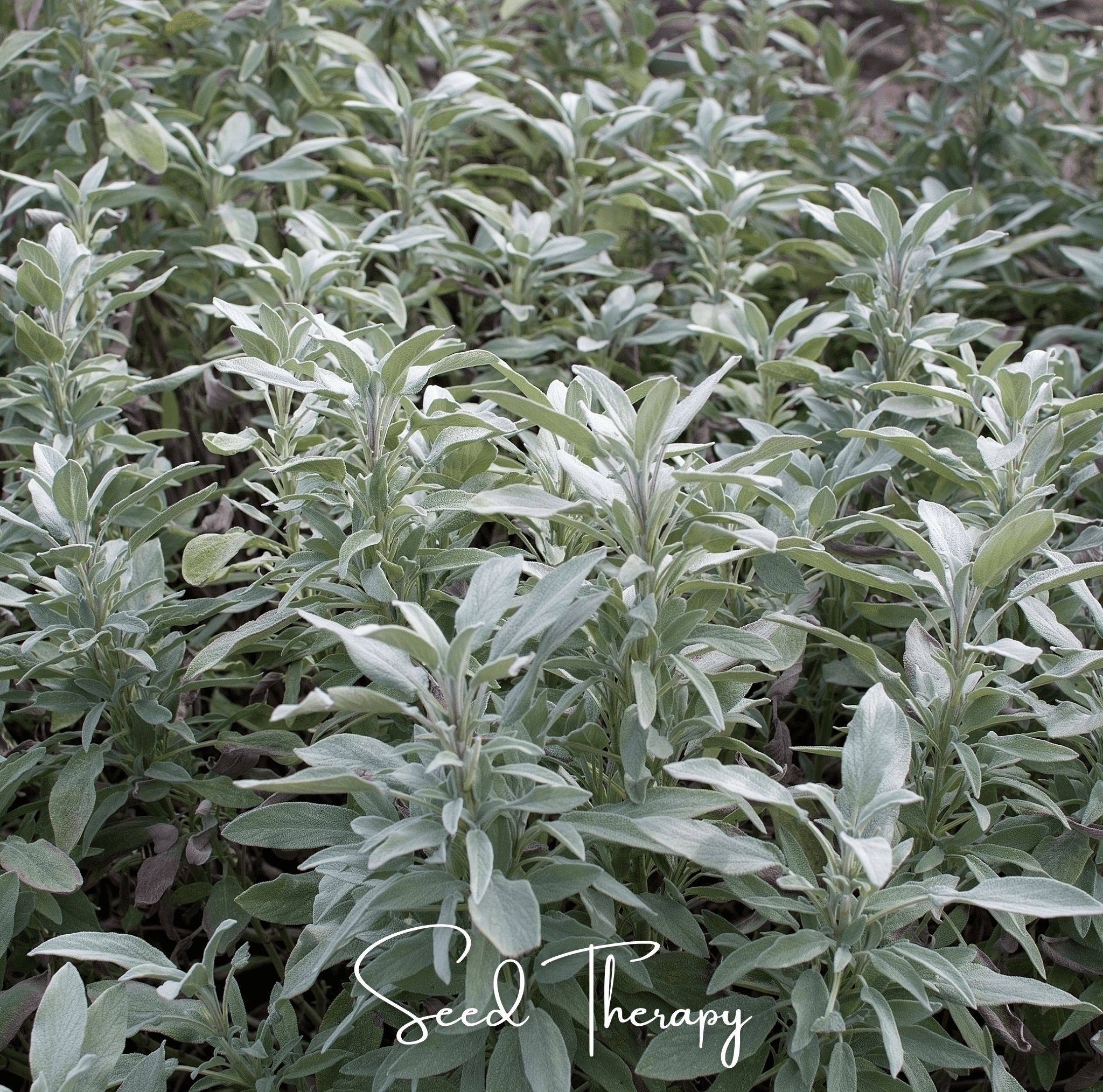 White Sage – 50 Seeds Southern Seeds