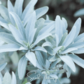 White Sage – 50 Seeds Southern Seeds