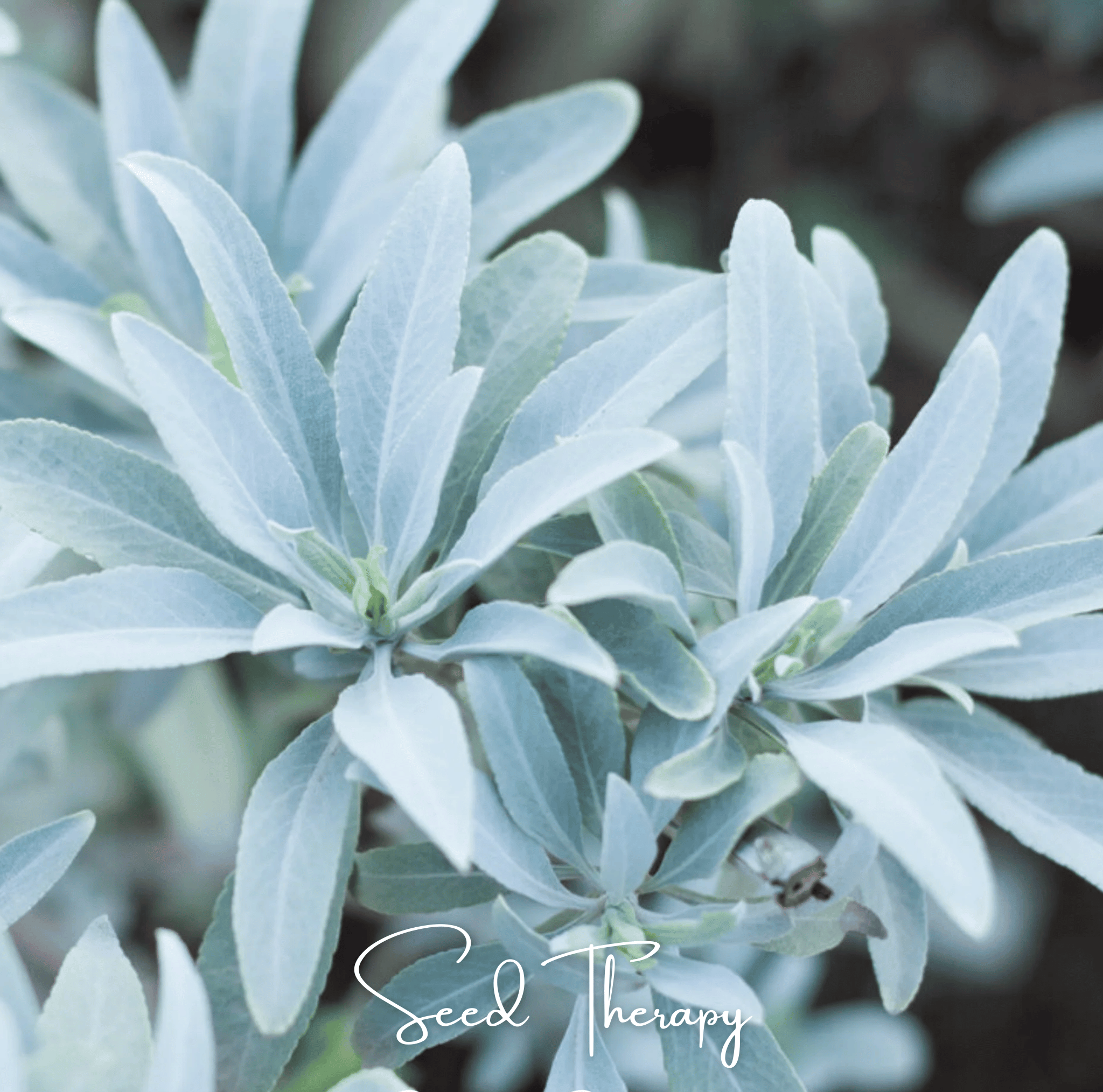 White Sage – 50 Seeds Southern Seeds
