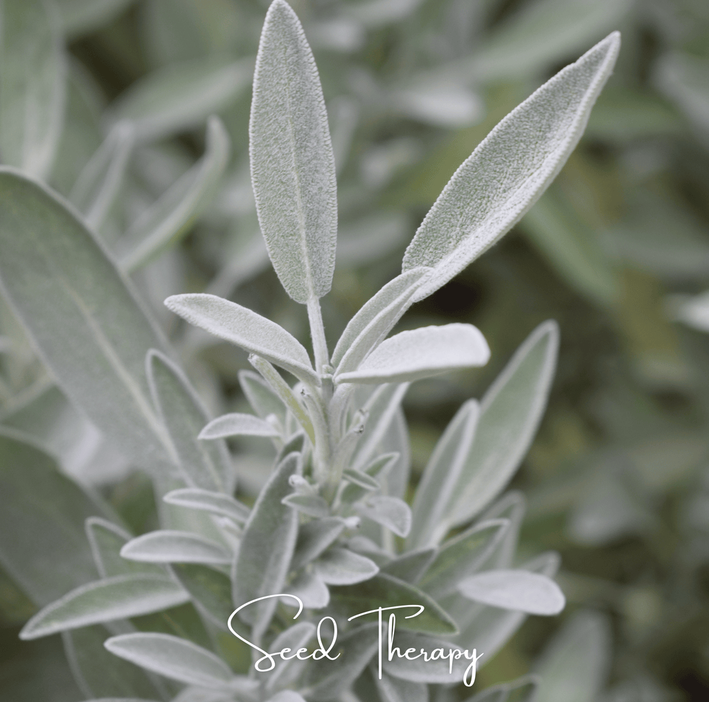 White Sage – 50 Seeds Southern Seeds