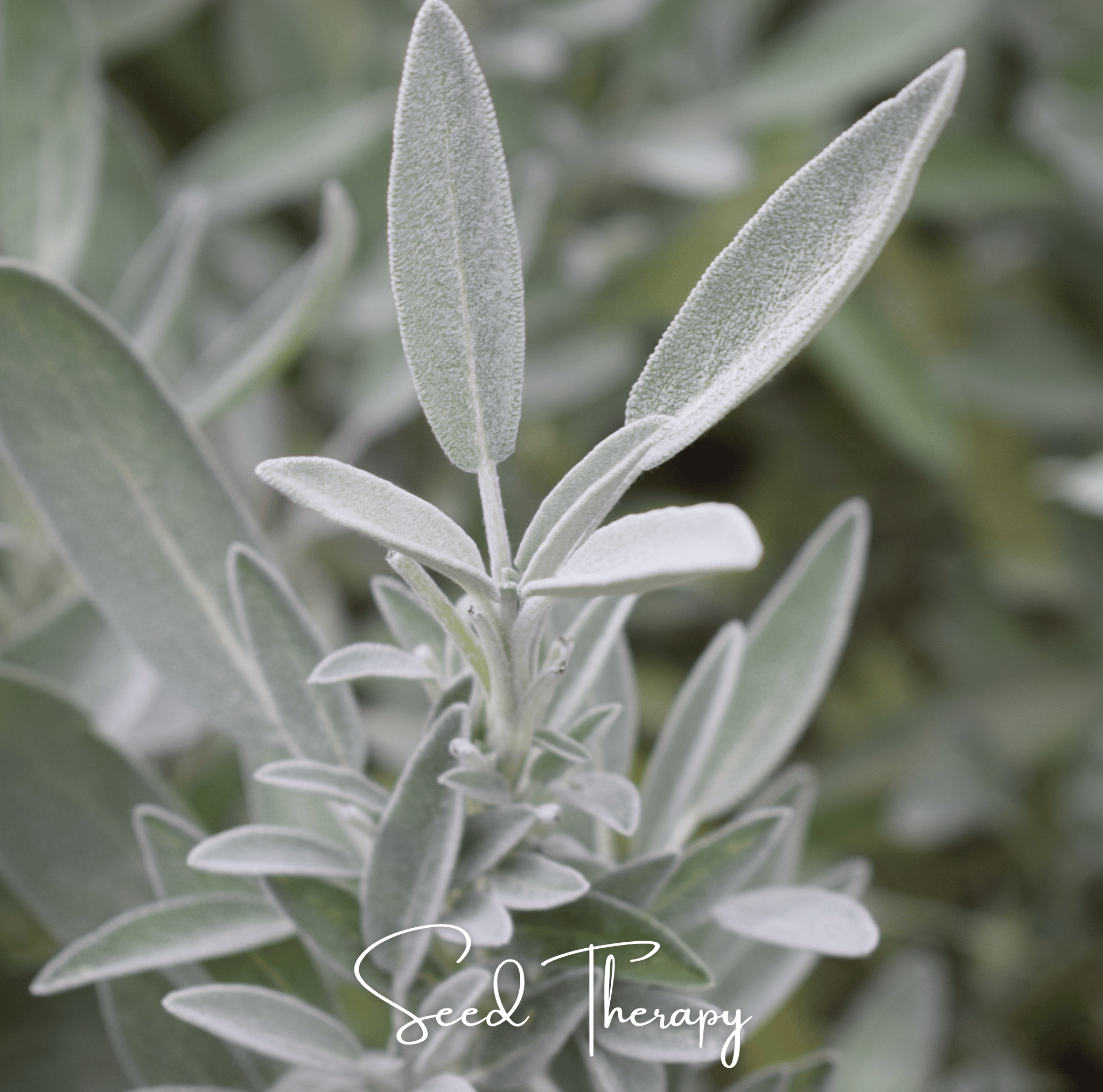 White Sage – 50 Seeds Southern Seeds