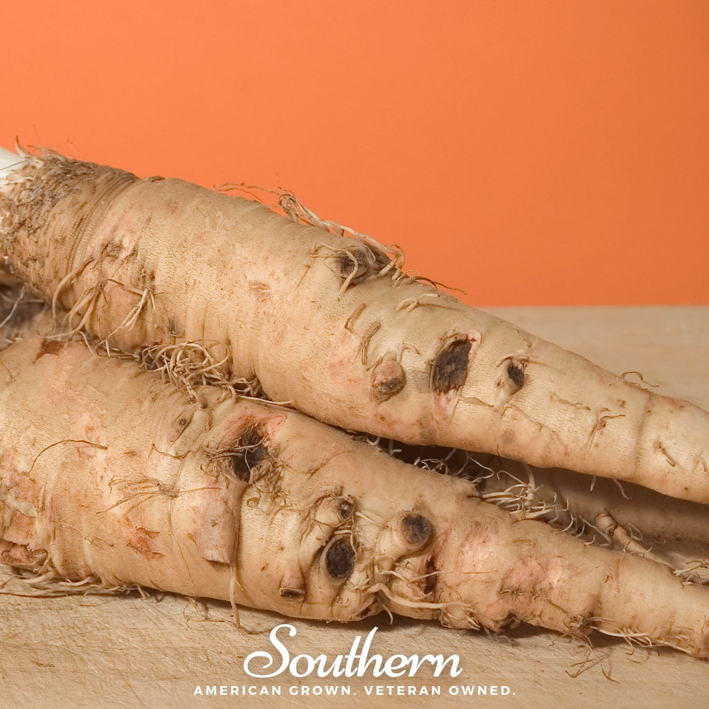 Mammoth Sandwich Island Salsify – 50 Seeds Southern Seeds