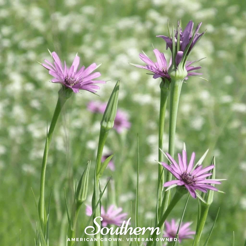 Mammoth Sandwich Island Salsify – 50 Seeds Southern Seeds